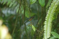 Martinique Oriole - Icterus bonana