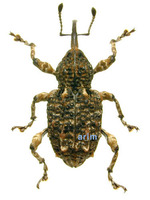 Ectatorhinus adamsii - 옻나무바구미