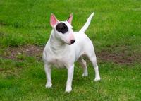 Bull Terrier - Miniature