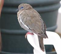 Pacific Dove