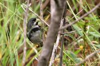 Double-collared  seed-eater   -   Sporophila  caerulescens   -