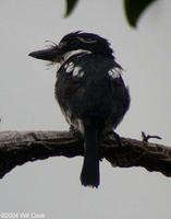 Pied Puffbird (Notharchus tectus)