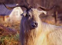 Cashmere Goat