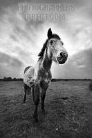 New Forest Horse stock photo