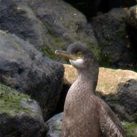 Shag (Phalacrocorax aristotelis)