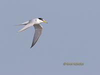 Little tern C20D 02818.jpg