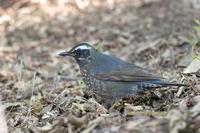 Siberian thrush C20D 03146.jpg