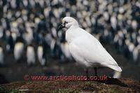 FT0161-00: Black-faced Sheathbill, Chionis minor, in front of a King Penguin Colony. Kerguelen I...