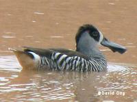 Pink-eared (Zebra) Duck