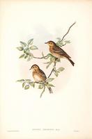 Richter after Gould Tree Pipit (Anthus arboreus)