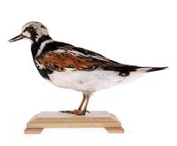 꼬까도요 Ruddy Turnstone | Arenaria interpres