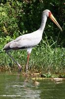 Yellow-billed Stork, Mycteria ibis