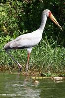 Yellow-billed Stork, Mycteria ibis