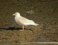 Goéland          bourgmestre H1(Larus hyperboreus)