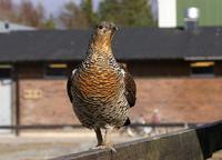 Capercaillie (Tetrao urogallus)