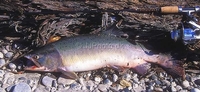 Pink Salmon / Humpback Salmon Oncorhynchus gorbuscha