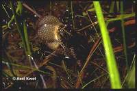 : Bufo dorbignyi