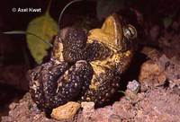 : Bufo ictericus