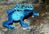 : Dendrobates tinctorius; Dyeing Poison Frog