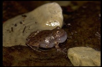 : Hyla arenicolor; Canyon Tree Frog