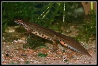 : Lissotriton vulgaris; Smooth Newt