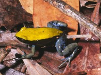 : Mantella expectata; Blue-legged Mantella