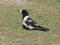 : Cracticus nigrogularis; Pied Butcherbird