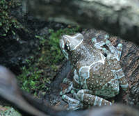 : Trachycephalus resinifictrix; Milky Treefrog