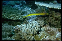 : Aulostomus chinensis; Chinese Trumpetfish