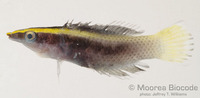 : Labroides bicolor