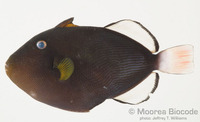 : Melichthys vidua