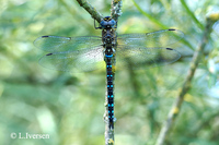 : Aeshna mixta; Migrant Hawker