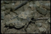 : Agymnastus ingens; Lubberly Bandwinged Grasshopper
