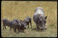 : Phacochoerus aethiopicus; Wart Hog, Warthog