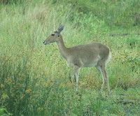 : Redunca arundinum; Common Reedbuck