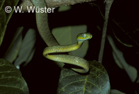 : Boiga cyanea; Green Cat Snake