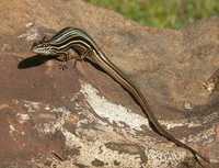 : Ctenotus taeniolatus; Copper-tailed Skink