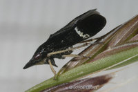 : Cochlorhinus pluto; Leafhopper