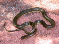 : Lycodonomorphus bicolor; Lake Tanganyika Watersnake