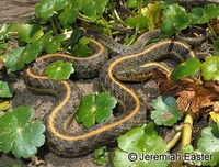 : Thamnophis atratus; Pacific Coast Aquatic Gartersnake