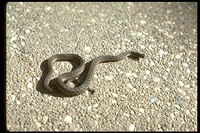 : Thamnophis couchii couchii; Sierra Garter Snake