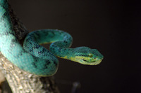 : Trimeresurus gramineus (shaw, 1802); Bamboo Pit Viper/green Pit Viper