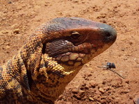: Tupinambis duseni