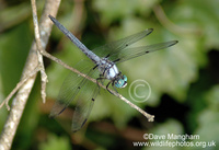 : Libellula vibrans; Great Blue Skimmer Dragonfly