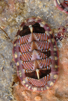 : Tonicella lineata; Lined Chiton