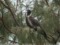 Lesser Frigatebird Fregata ariel