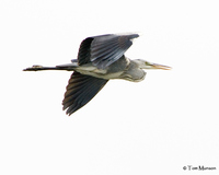 Gray Heron