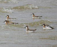 Red-necked Phalaropes