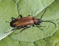 Stictoleptura rubra var. dufouri