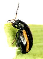 Phyllotreta nemorum